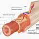 Layers of the gastrointestinal tract.